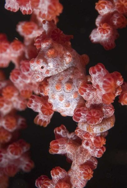 Indonesia A pygmy seahorse camouflage on coral